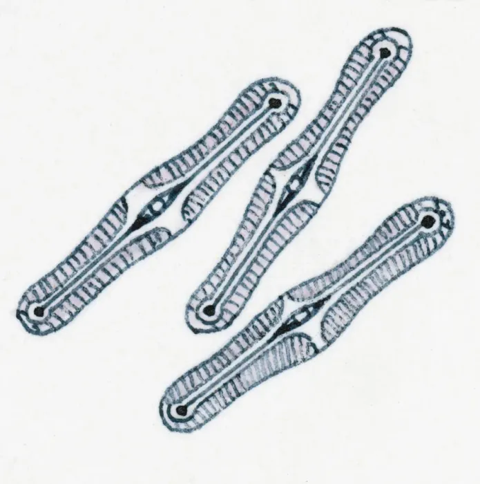 Framed Print : Illustration of diatoms Framed Print : Illustration of diatoms