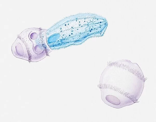 Illustration of Didinium on its own and swallowing a Paramecium