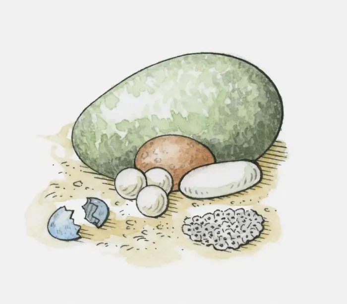Framed Print : Illustration of different types of animal eggs, and frogspawn Framed Print : Illustration of different types of animal eggs, and frogspawn
