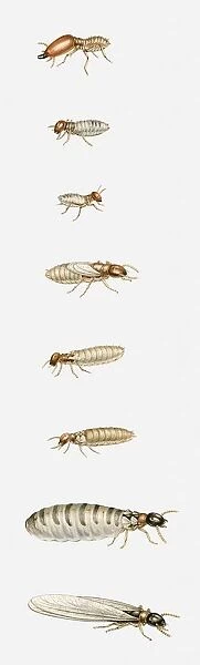 Illustration of different types of termites, from top to bottom, soldier, worker, young nymph, long-winged nymph, short-winged nymph, young female, egg-laying female, male