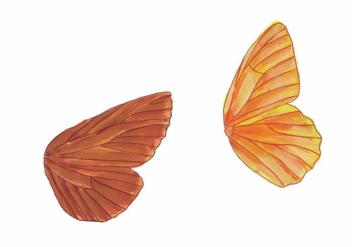 Framed Print : Illustration of the different vein patterns of butterfly and moth wings. (Butterfly right, moth left)