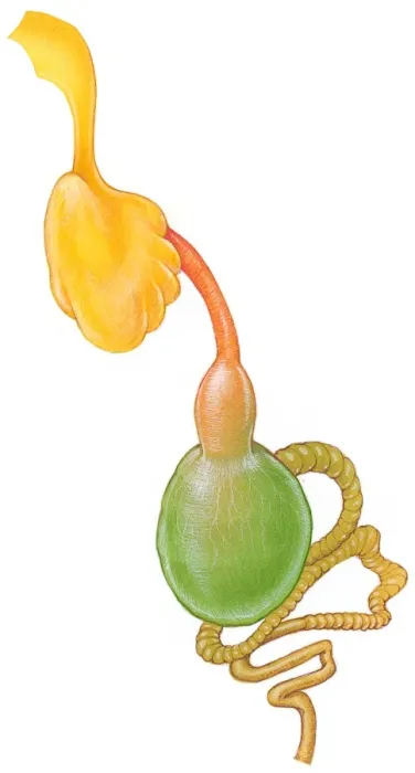 Framed Print : Illustration of digestive system of the Senegal Parrot (Poicephalus senegalus), showing crop, gizzard and intestines Framed Print : Illustration of digestive system of the Senegal Parrot (Poicephalus senegalus), showing crop, gizzard and intestines