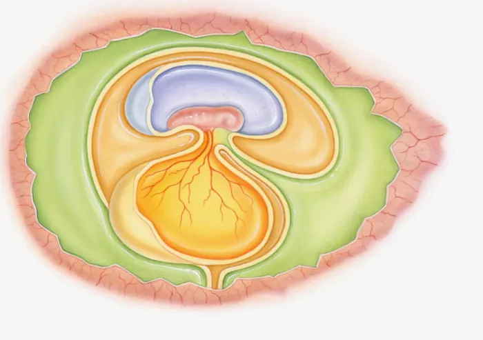 Framed Print : Illustration of dinosaur foetus in egg showing yoke sac and amniotic membrane Framed Print : Illustration of dinosaur foetus in egg showing yoke sac and amniotic membrane