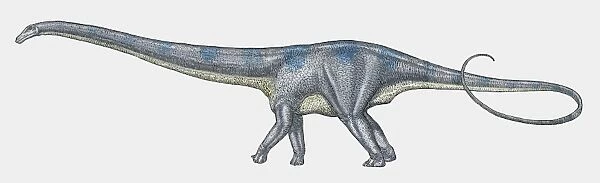Illustration of Diplodocus sauropod dinosaur