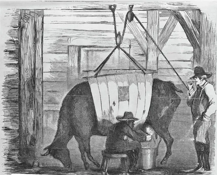 Framed Print : Illustration of Diseased Cow Being Milked Framed Print : Illustration of Diseased Cow Being Milked