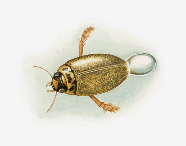 Illustration of a diving beetle (Dytiscidae) releasing air bubble underwater