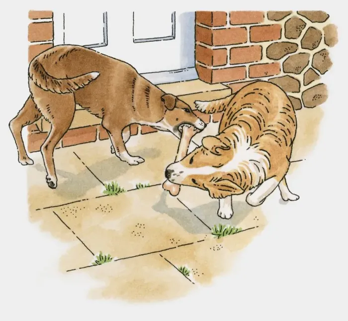 Framed Print : Illustration of two dogs chewing on the same bone Framed Print : Illustration of two dogs chewing on the same bone