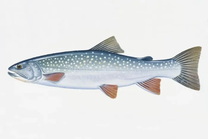 Framed Print : Illustration of Dolly Varden (Salvelinus), North American freshwater and coastal fish Framed Print : Illustration of Dolly Varden (Salvelinus), North American freshwater and coastal fish