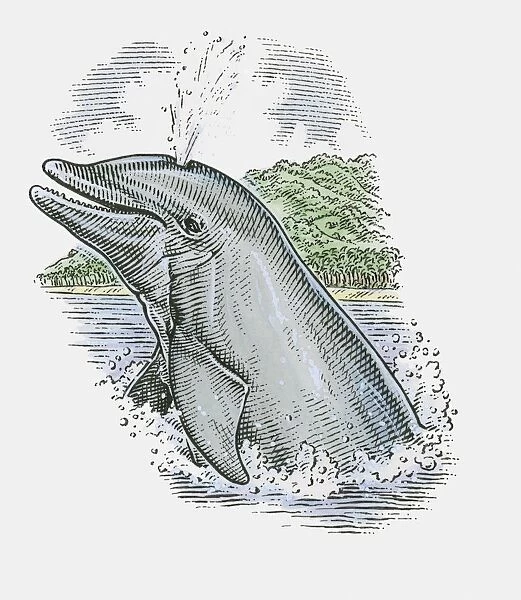 Illustration of Dolphin showing stale air rising from blowhole on top of head