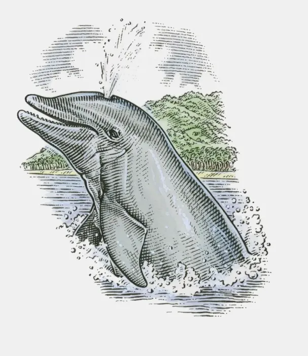 Framed Print : Illustration of Dolphin showing stale air rising from blowhole on top of head Framed Print : Illustration of Dolphin showing stale air rising from blowhole on top of head