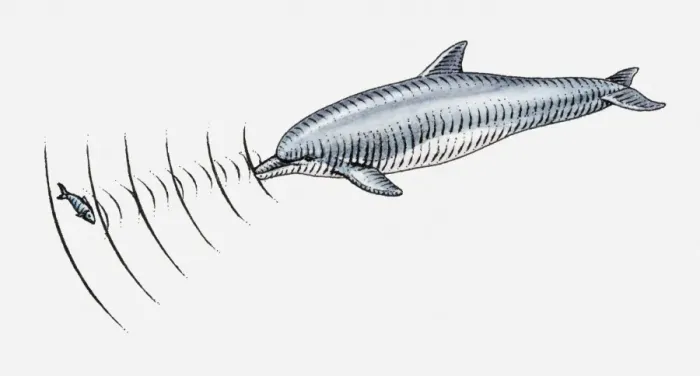 Framed Print : Illustration of dolpin using echolocation to locate fish