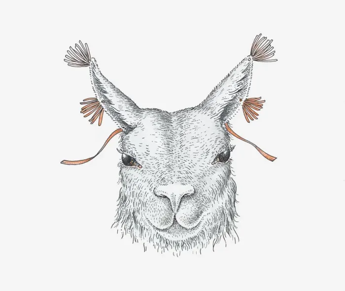 Framed Print : Illustration of domesticated llama with yarn threaded through ears, ancient Andean custom Framed Print : Illustration of domesticated llama with yarn threaded through ears, ancient Andean custom