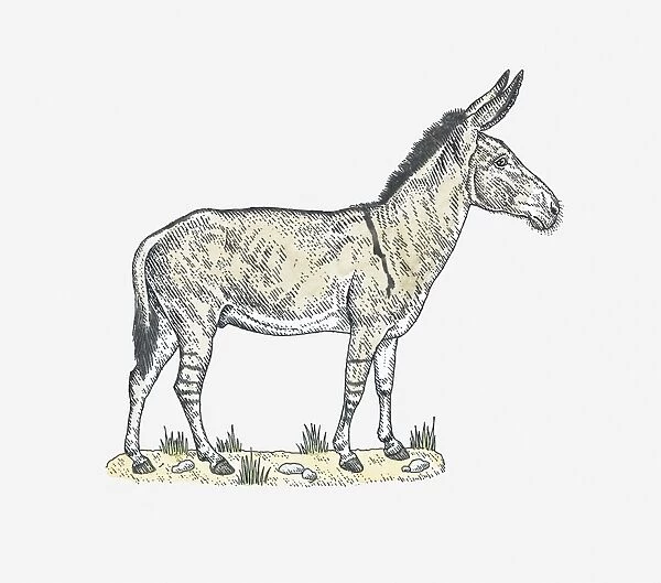 Illustration of a donkey