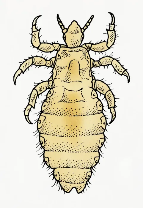 Framed Print : Illustration of dorsal view of male Body Louse (Pediculus humanus var. corporis) Framed Print : Illustration of dorsal view of male Body Louse (Pediculus humanus var. corporis)