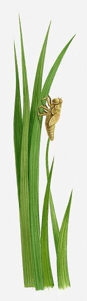Illustration of a dragonfly nymph on a blade of grass