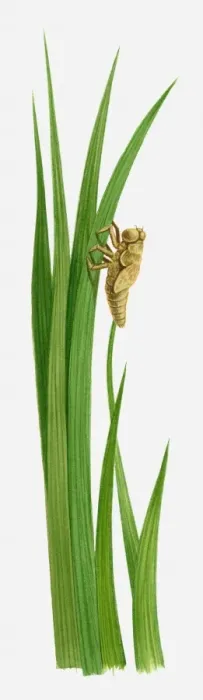 Framed Print : Illustration of a dragonfly nymph on a blade of grass Framed Print : Illustration of a dragonfly nymph on a blade of grass