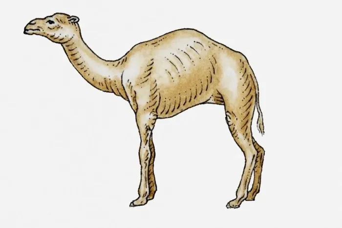 Framed Print : Illustration of dromedary camel, side view Framed Print : Illustration of dromedary camel, side view