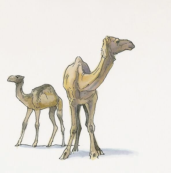 Illustration of Dromedary Camels (Camelus dromedarius), from Black Sea coast