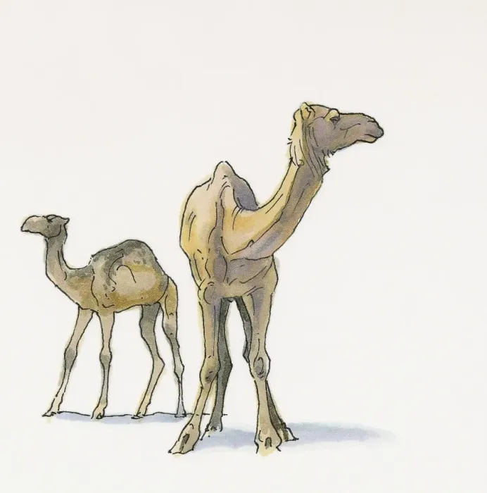 Framed Print : Illustration of Dromedary Camels (Camelus dromedarius), from Black Sea coast Framed Print : Illustration of Dromedary Camels (Camelus dromedarius), from Black Sea coast