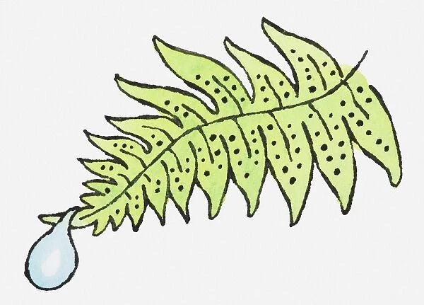 Illustration of droplet of water on the end of fern leaf