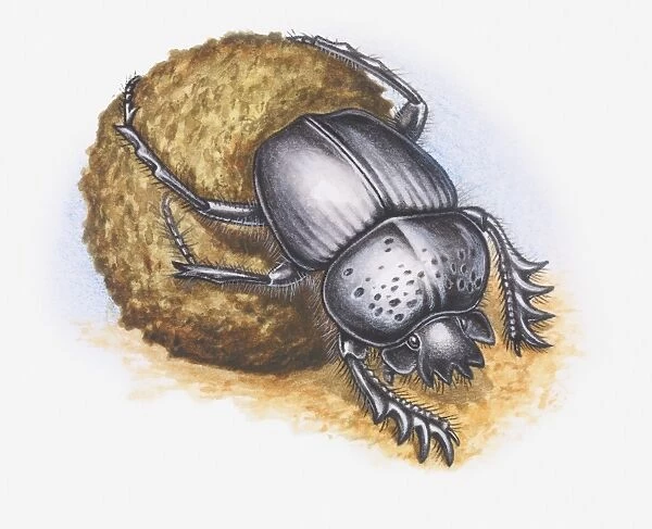 Illustration of Dung Beetle moving dung ball