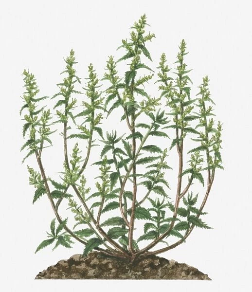 Illustration of Dysphania ambrosioides (Epazote, Wormseed) bearing branched panicles of small green flowers and leaves on long stems