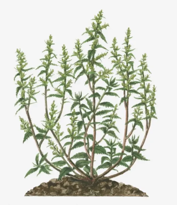 Framed Print : Illustration of Dysphania ambrosioides (Epazote, Wormseed) bearing branched panicles of small green flowers and leaves on long stems