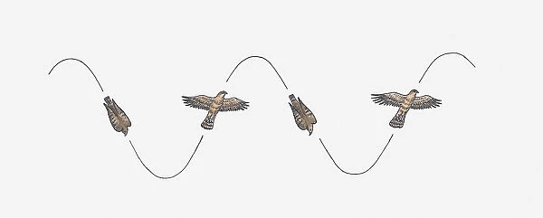 Illustration of Eagle soaring and diving