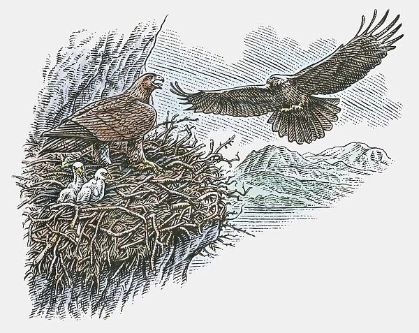 Illustration of eagles flying toward nest of chicks and adult