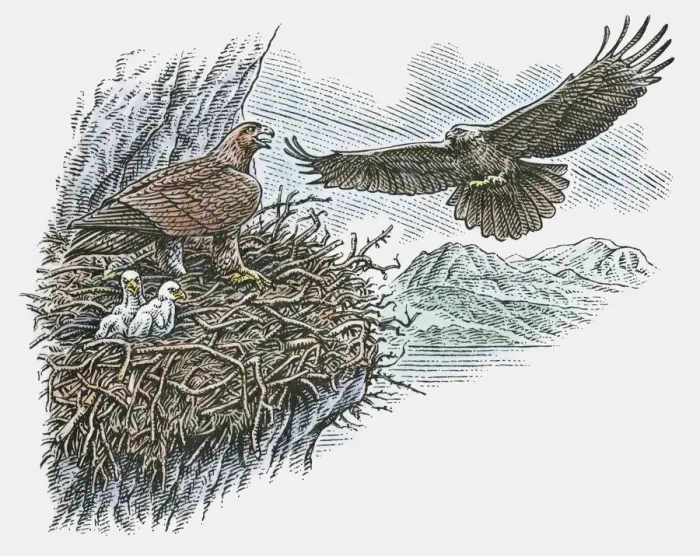 Framed Print : Illustration of eagles flying toward nest of chicks and adult