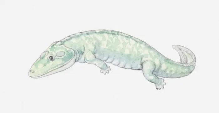 Framed Print : Illustration of an early amphibian, Devonian period Framed Print : Illustration of an early amphibian, Devonian period