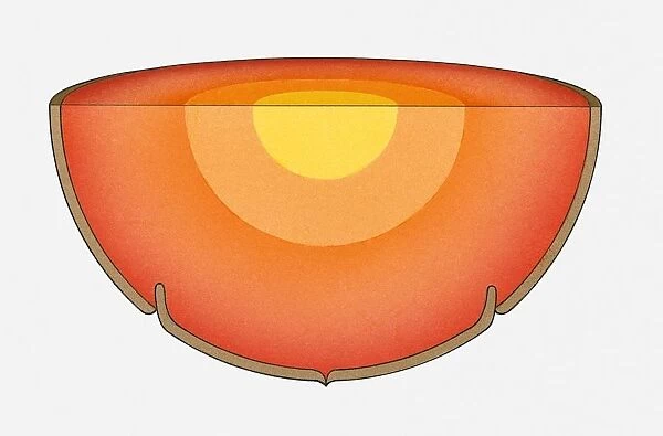 Illustration of the Earths interior showing the core, mantle and crust