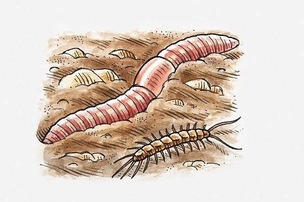 Illustration of earthworm and centipede in soil