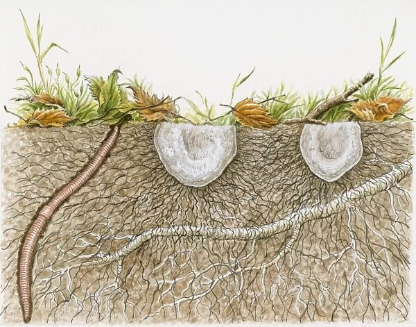 Illustration of earthworm, mushrooms and tree root underground