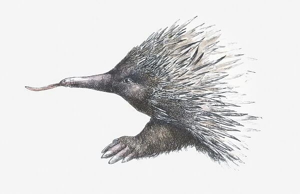 Illustration of Echidna (or Spiny Anteater)