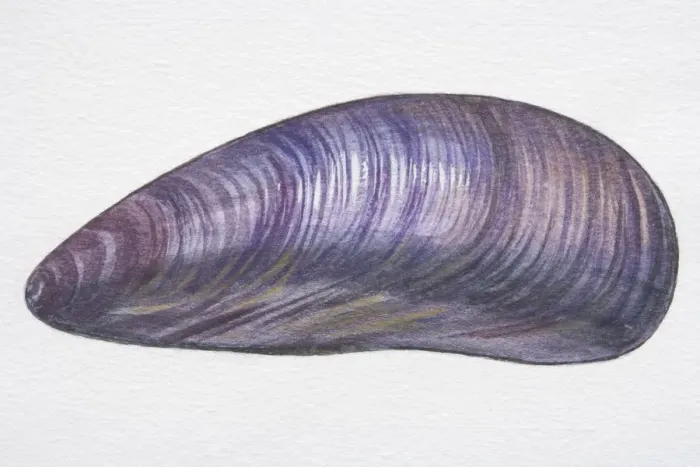 Framed Print : Illustration, Edible Mussel (Mytilus edulis), oval purplish-grey shell Framed Print : Illustration, Edible Mussel (Mytilus edulis), oval purplish-grey shell