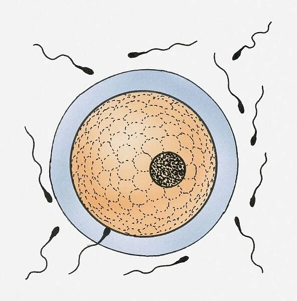 Illustration of an egg surrounded by sperm