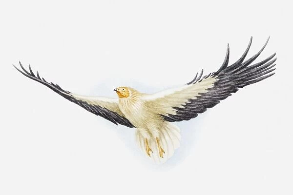 Illustration of an Egyptian vulture (Neophron percnopterus) in flight