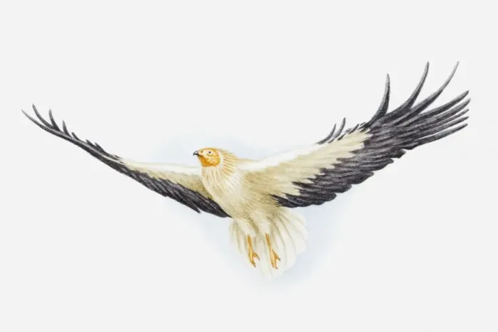 Framed Print : Illustration of an Egyptian vulture (Neophron percnopterus) in flight Framed Print : Illustration of an Egyptian vulture (Neophron percnopterus) in flight