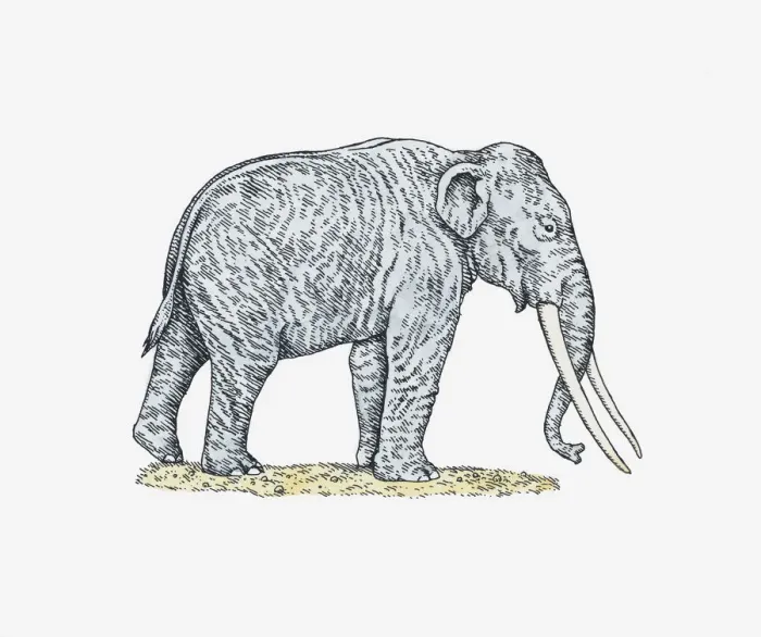 Framed Print : Illustration of an elephant
