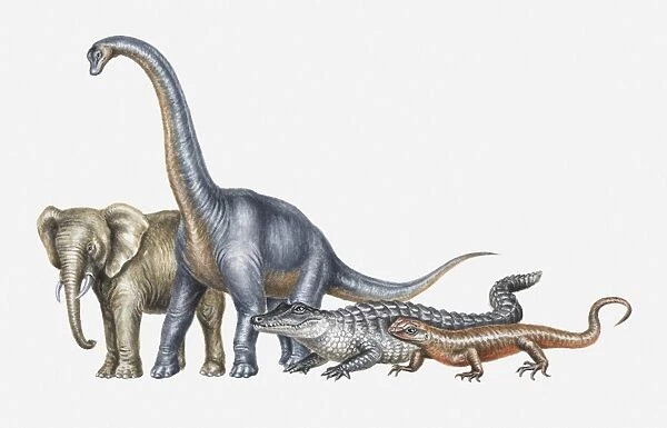 Illustration of elephant, dinosaur, crocodile and lizard