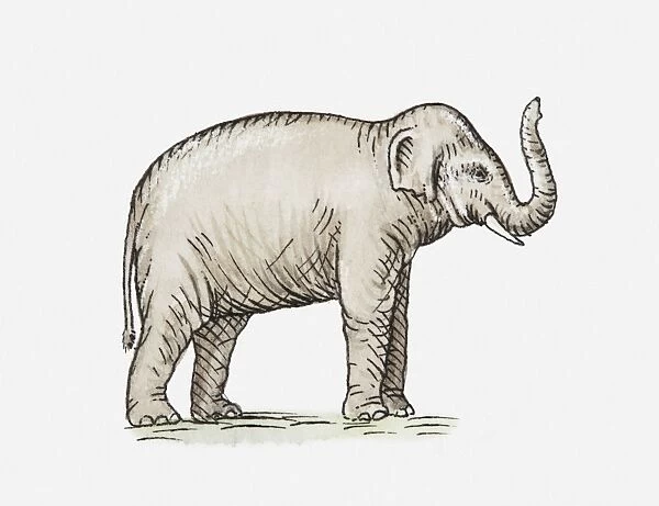 Illustration of elephant with trunk raised, side view