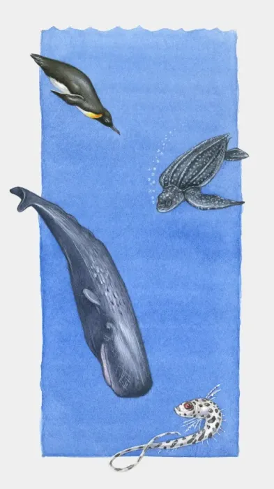 Framed Print : Illustration of Emperor Penguin, Leatherback Turtle, Sperm Whale and Rattail fish at various depth i Framed Print : Illustration of Emperor Penguin, Leatherback Turtle, Sperm Whale and Rattail fish at various depth i