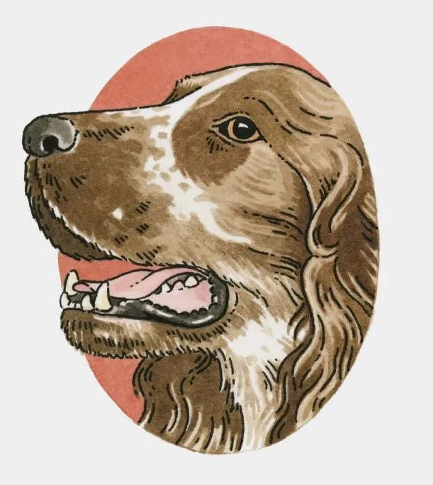 Framed Print : Illustration of English Springer Spaniel Framed Print : Illustration of English Springer Spaniel