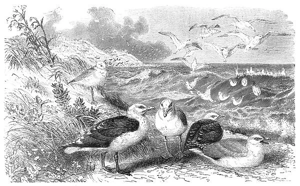 Gulls. Illustration engraving of a European herring gull 