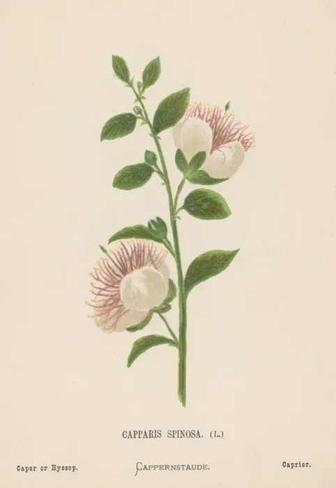 Framed Print : Caper. Illustration entitled Cappris Spinosa Framed Print : Caper. Illustration entitled Cappris Spinosa