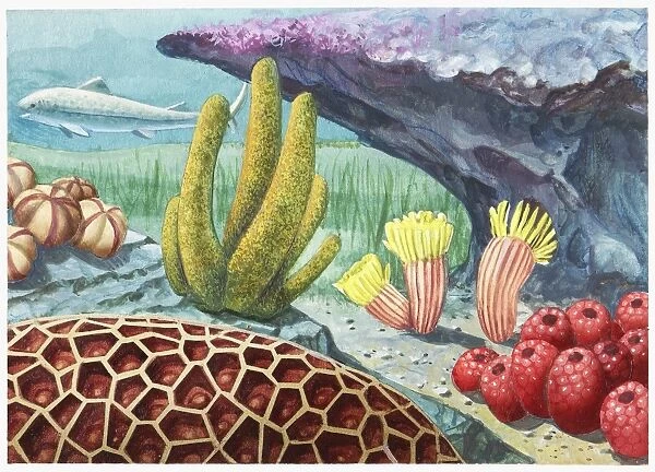 Illustration of the environment of the Grand Canyon as it was 400 million years ago, showing prehistoric sea life
