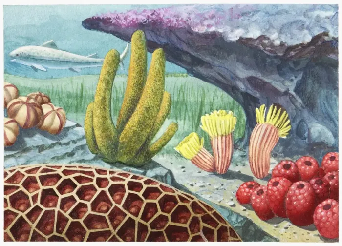 Framed Print : Illustration of the environment of the Grand Canyon as it was 400 million years ago, showing prehistoric sea life Framed Print : Illustration of the environment of the Grand Canyon as it was 400 million years ago, showing prehistoric sea life