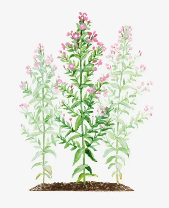 Framed Print : Illustration of Epilobium hirsutum (Great willowherb), stems of pink flowers Framed Print : Illustration of Epilobium hirsutum (Great willowherb), stems of pink flowers