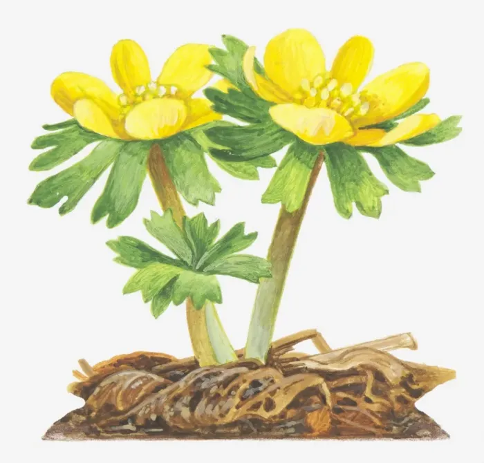Framed Print : Illustration of Eranthis hyemalis (Winter aconite), bright yellow flowers Framed Print : Illustration of Eranthis hyemalis (Winter aconite), bright yellow flowers